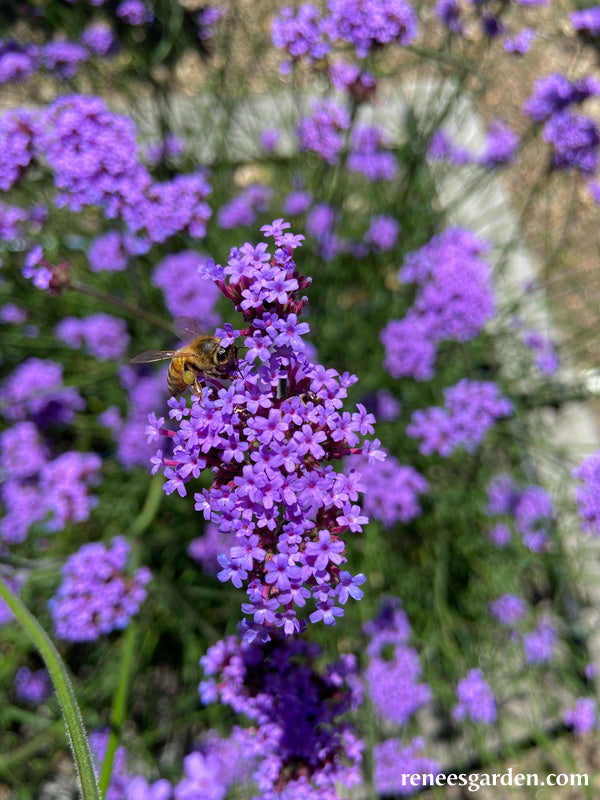 Vanity Verbena