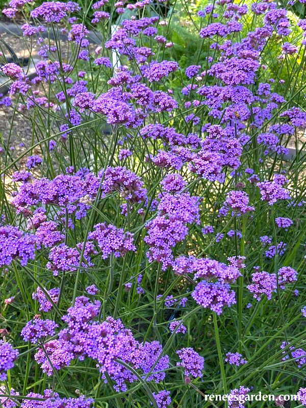 Vanity Verbena