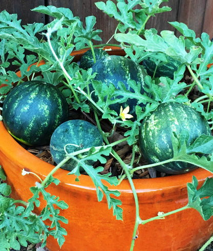 watermelon plant in a pot Mini Love' Personal Size Watermelons – Renee's Garden