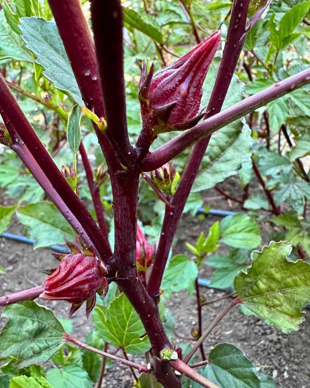 Zinger Hibiscus