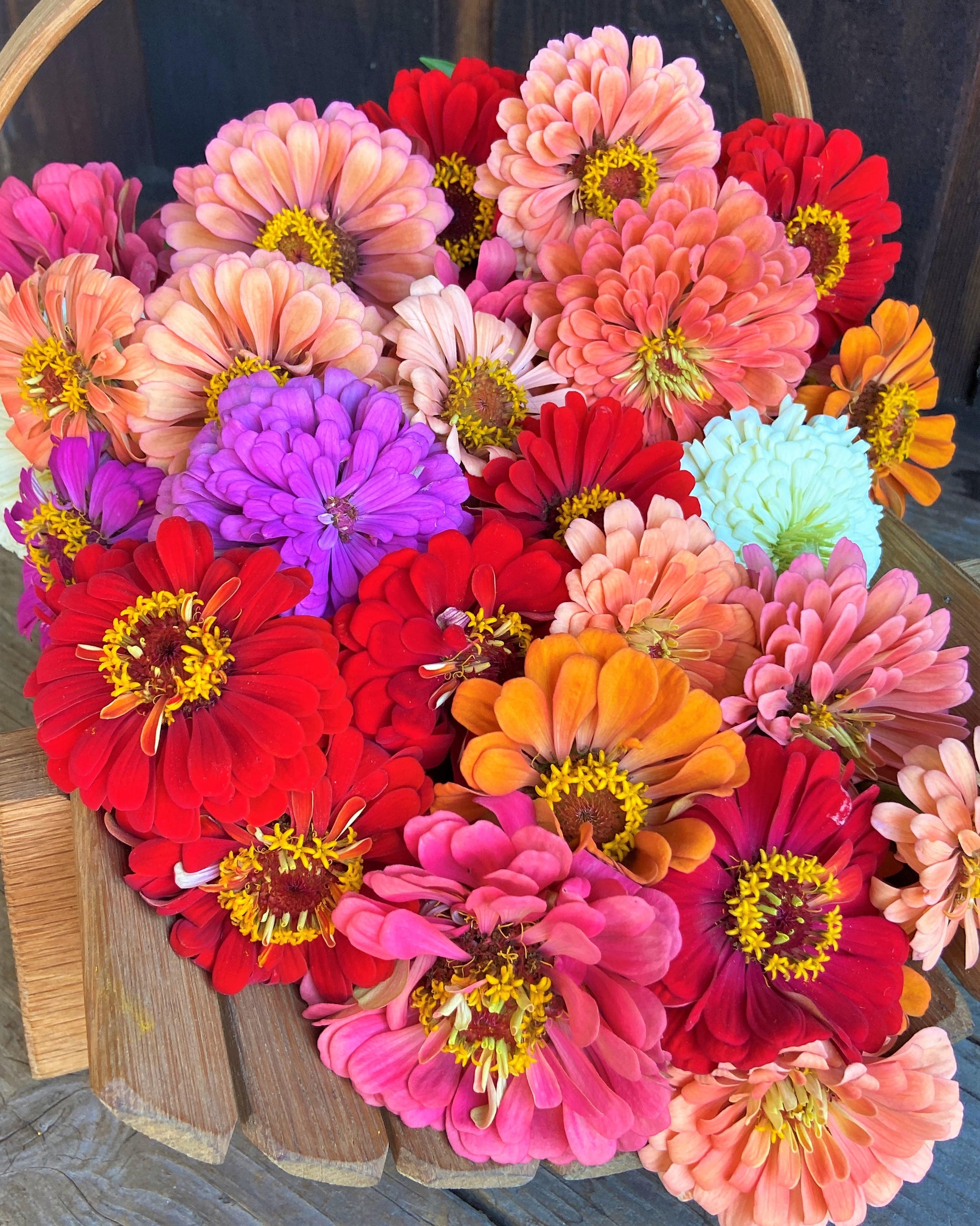 blue zinnia flower seeds Florist’s Zinnias