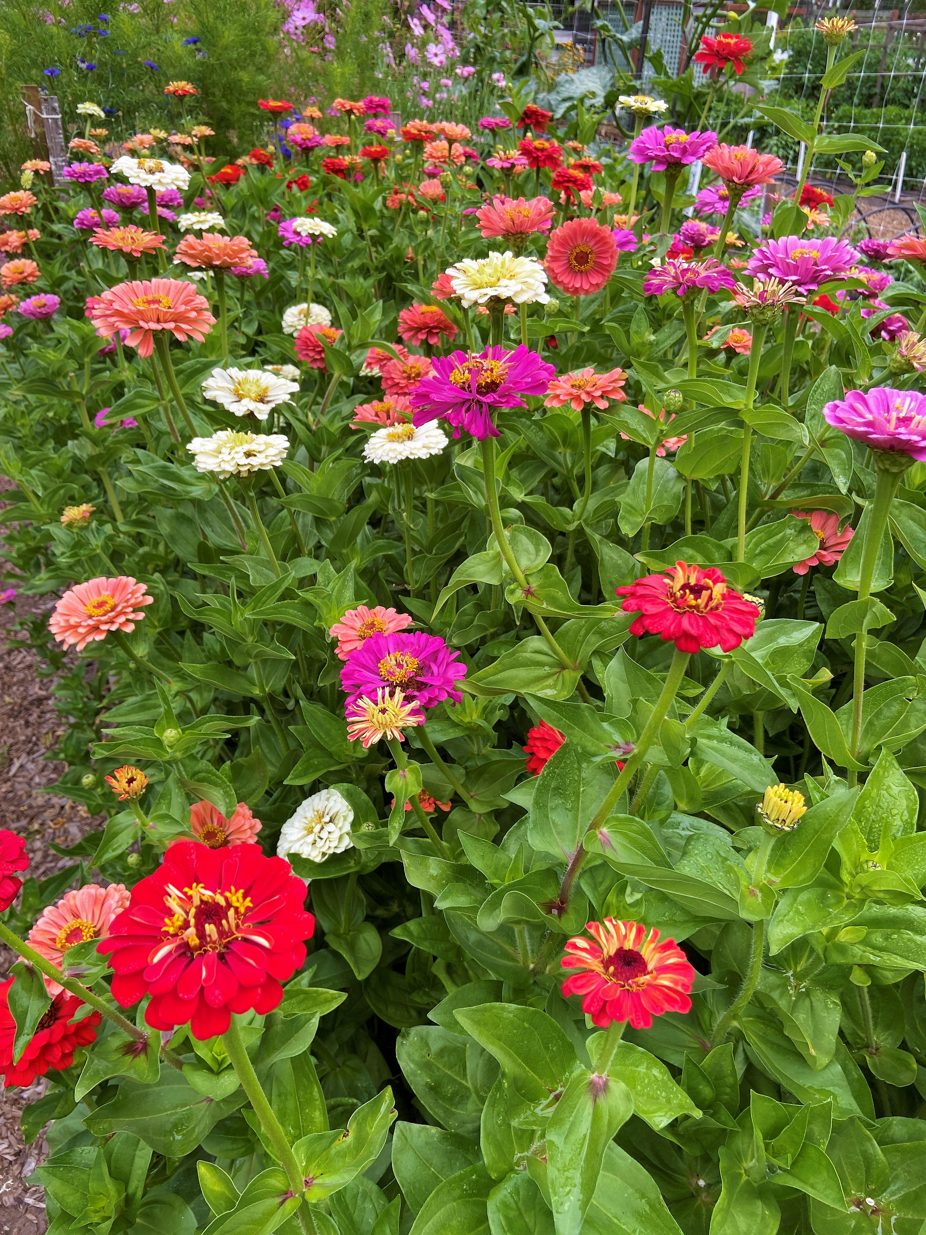 Blue Ribbon Bouquet' Florist's Zinnias – Renee's Garden