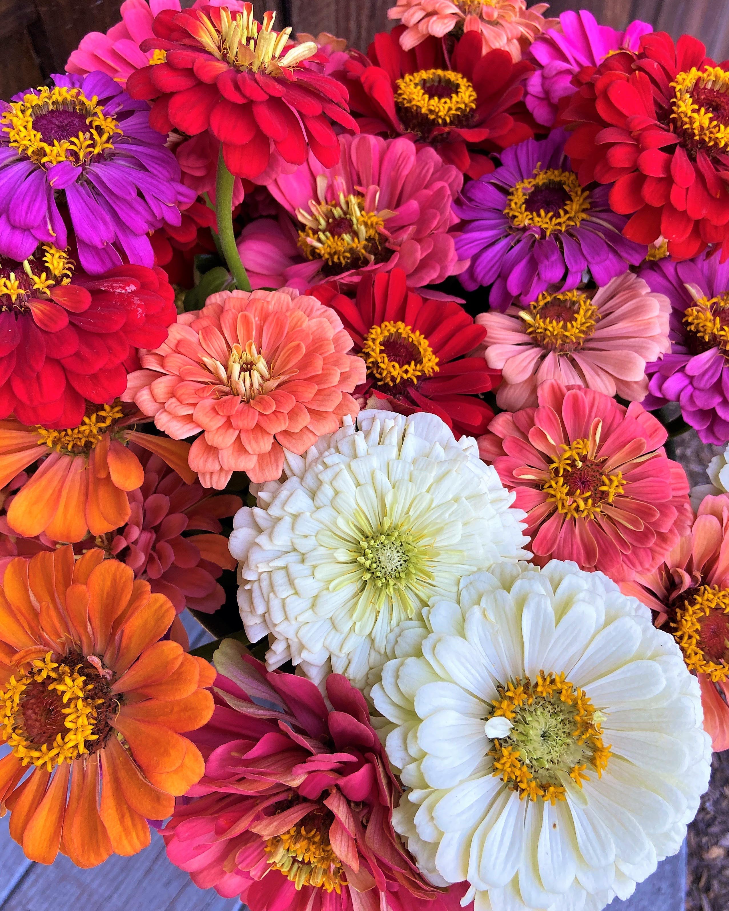 Blue Ribbon Bouquet' Florist's Zinnias – Renee's Garden