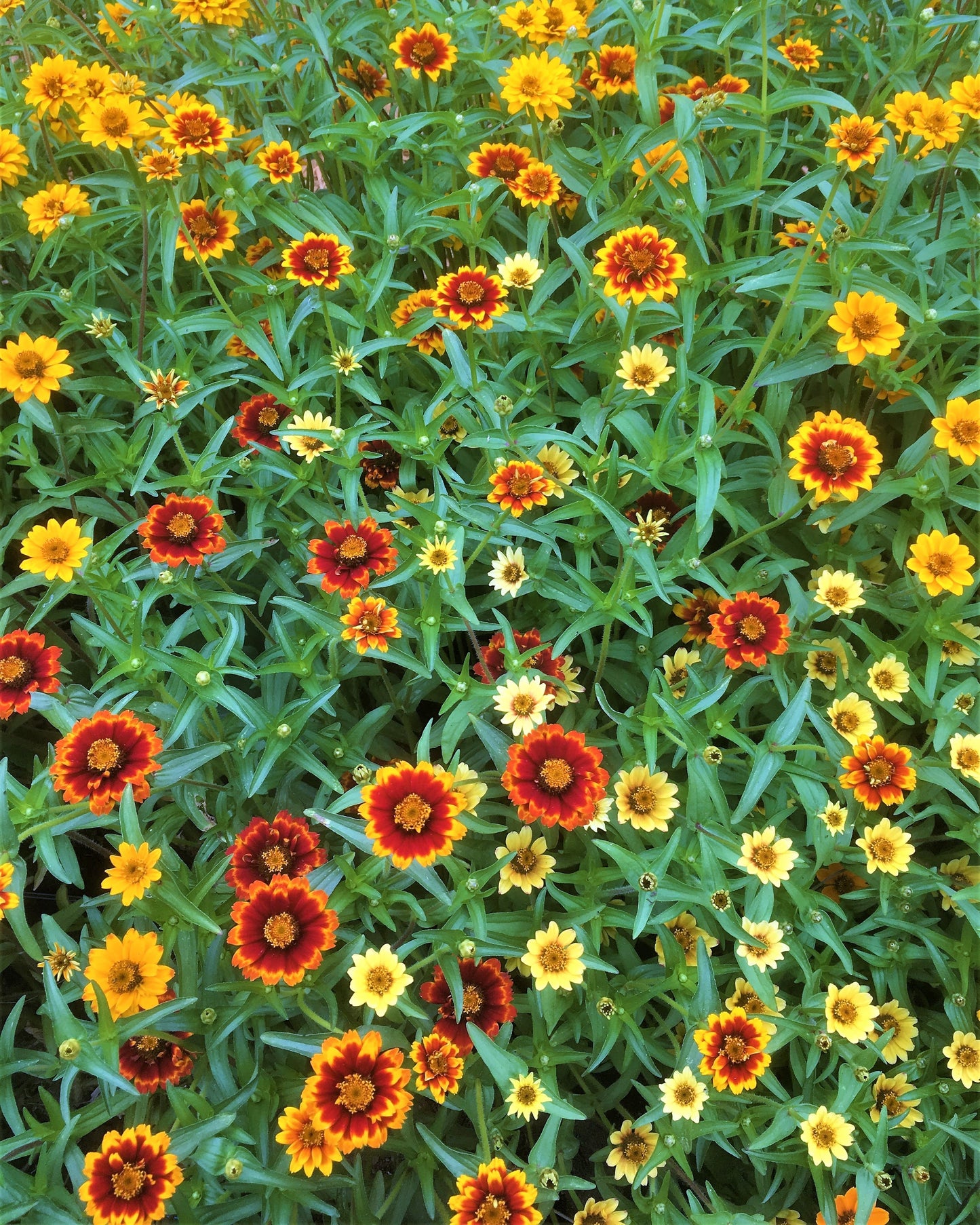 Heirloom Butterfly Zinnias - Persian Carpet