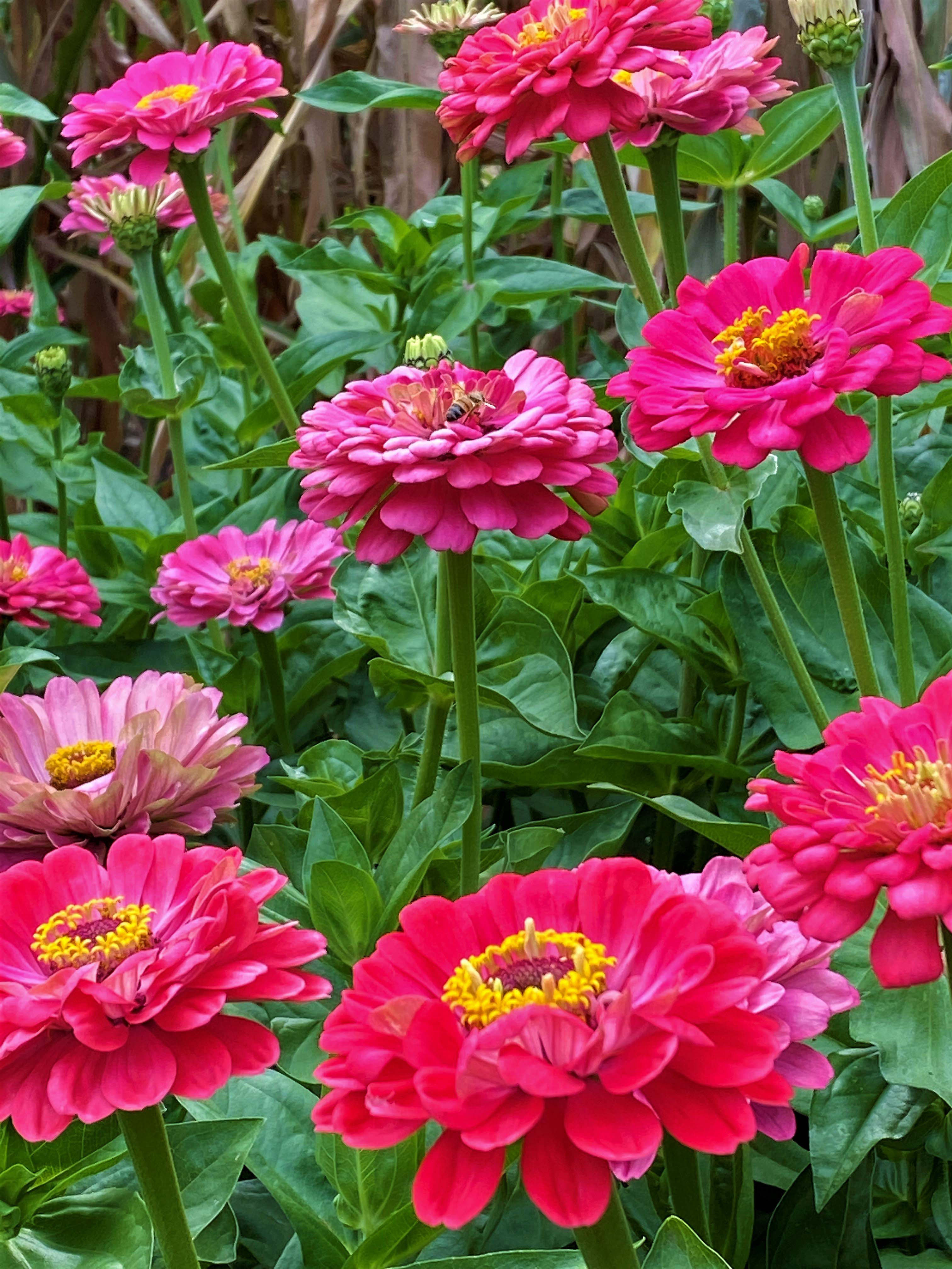 Raspberry Sorbet' Cutting Zinnias – Renee's Garden
