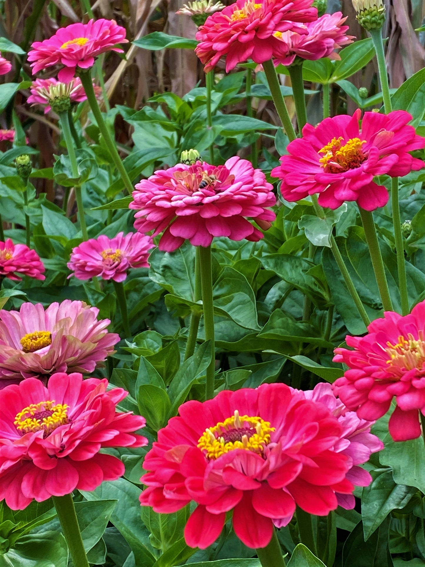 Cutting Zinnias - Raspberry Sorbet