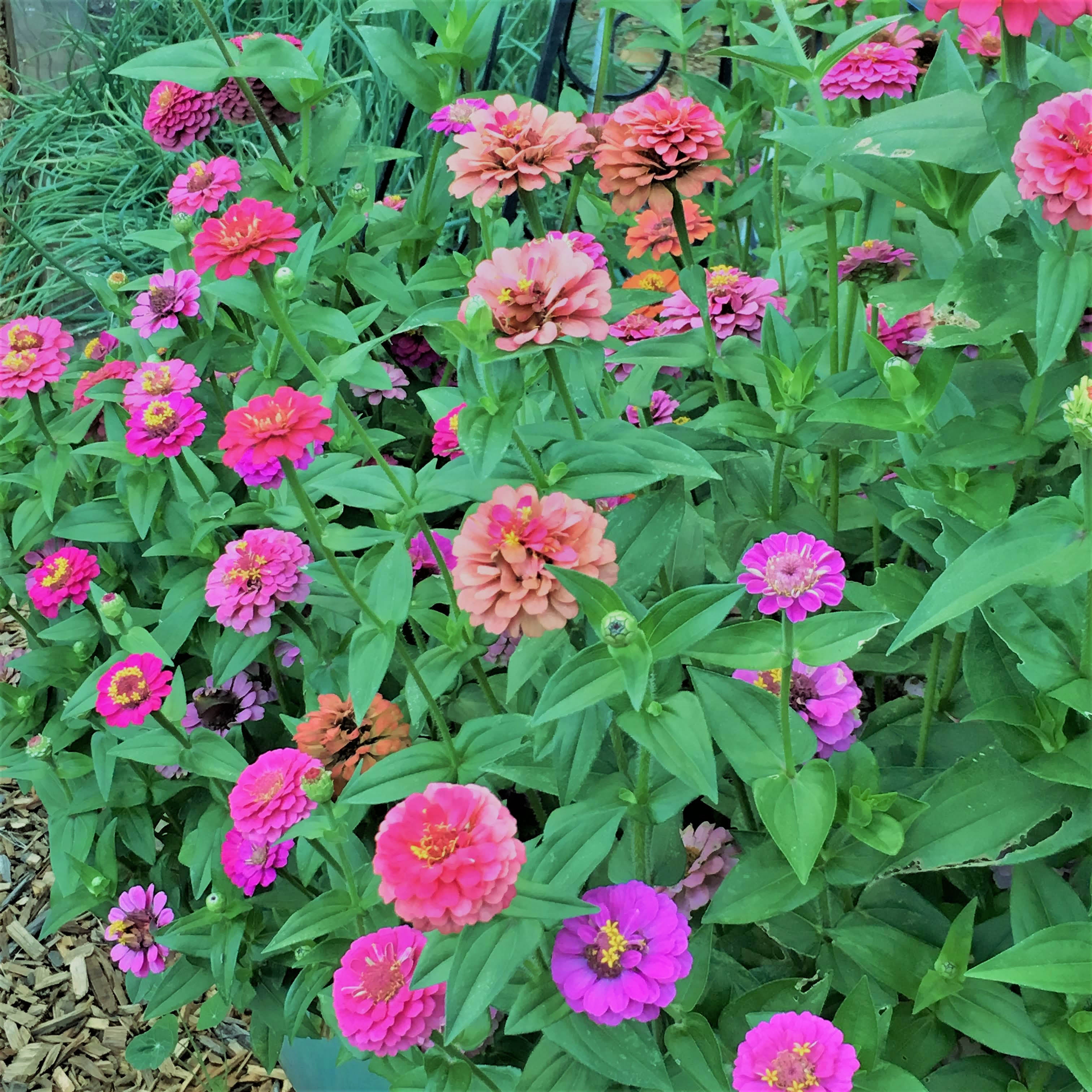 Thumbelina Mix' Heirloom Dwarf Zinnias – Renee's Garden