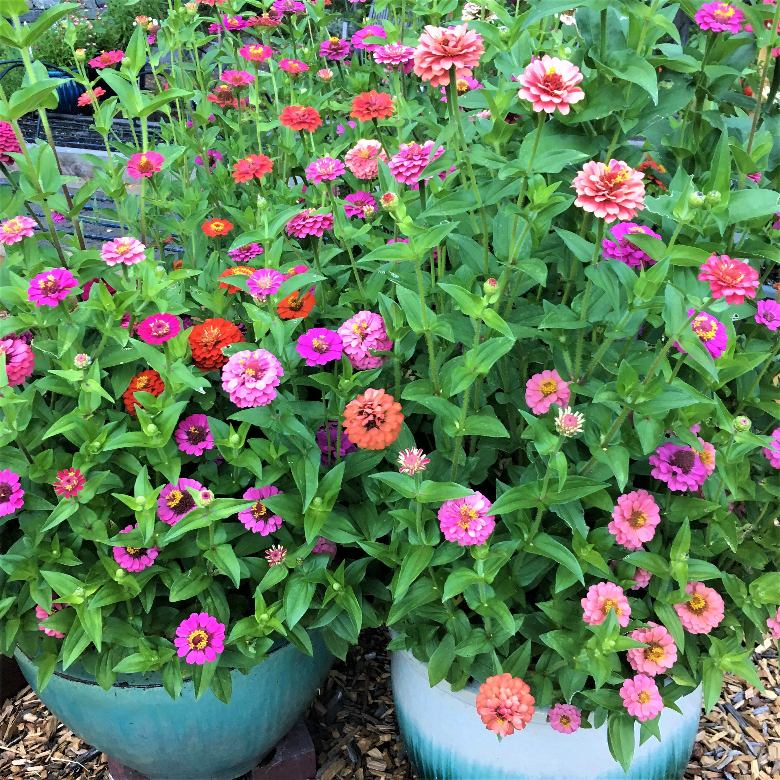 Thumbelina Mix' Heirloom Dwarf Zinnias – Renee's Garden