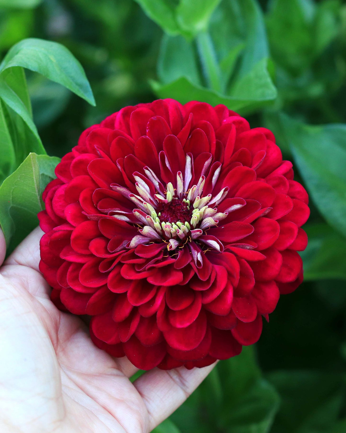 Bouquet Zinnias - Benary's Giant Wine