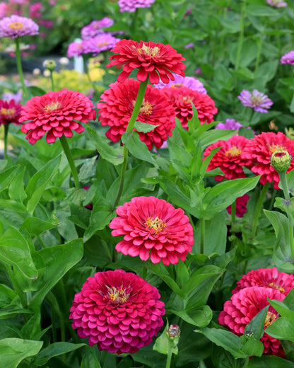 Bouquet Zinnias - Benary's Giant Wine