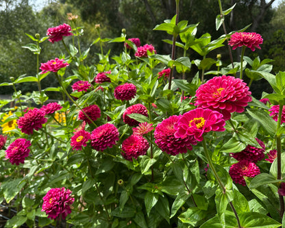 Bouquet Zinnias - Benary's Giant Wine