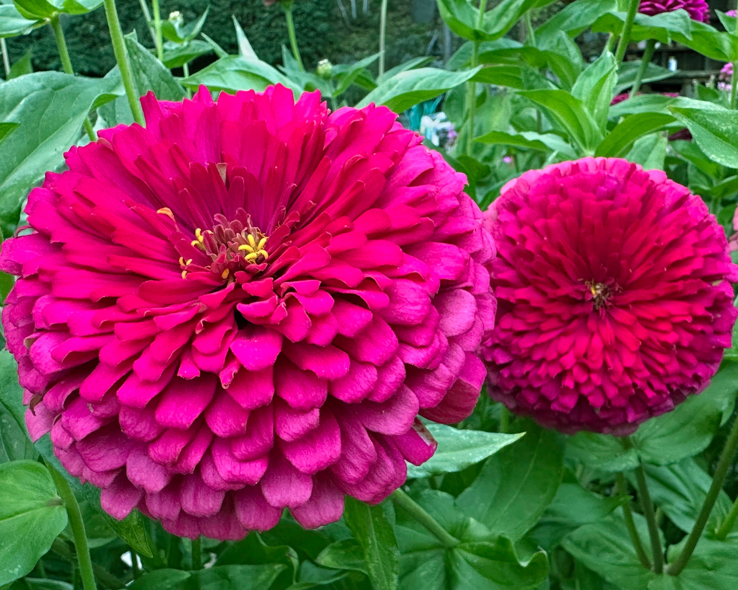 Bouquet Zinnias - Benary's Giant Wine