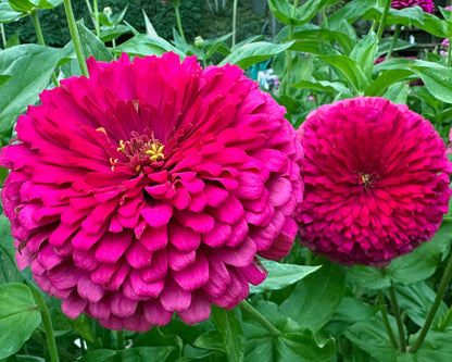 Bouquet Zinnias - Benary's Giant Wine