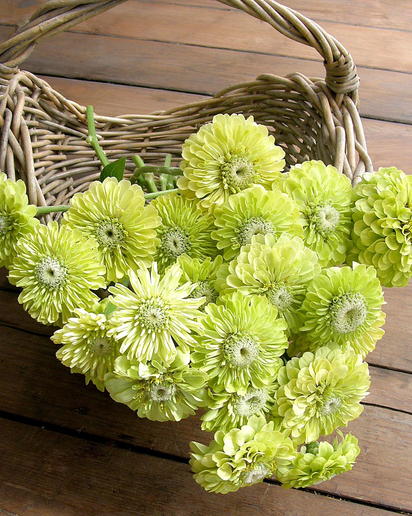 Heirloom Zinnias - Green Envy