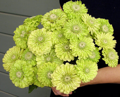 Heirloom Zinnias - Green Envy