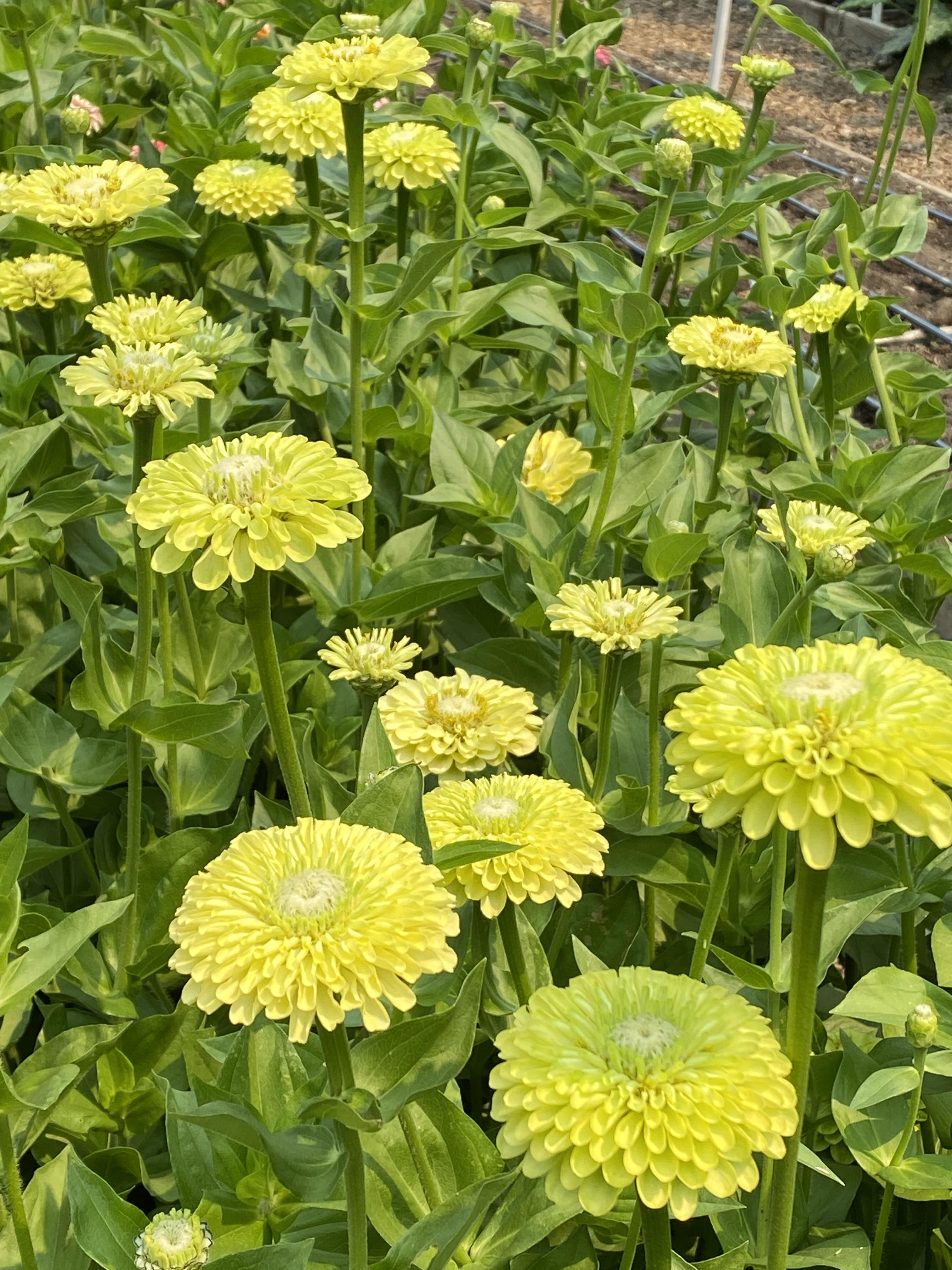 Green Envy' Heirloom Zinnias – Renee's Garden