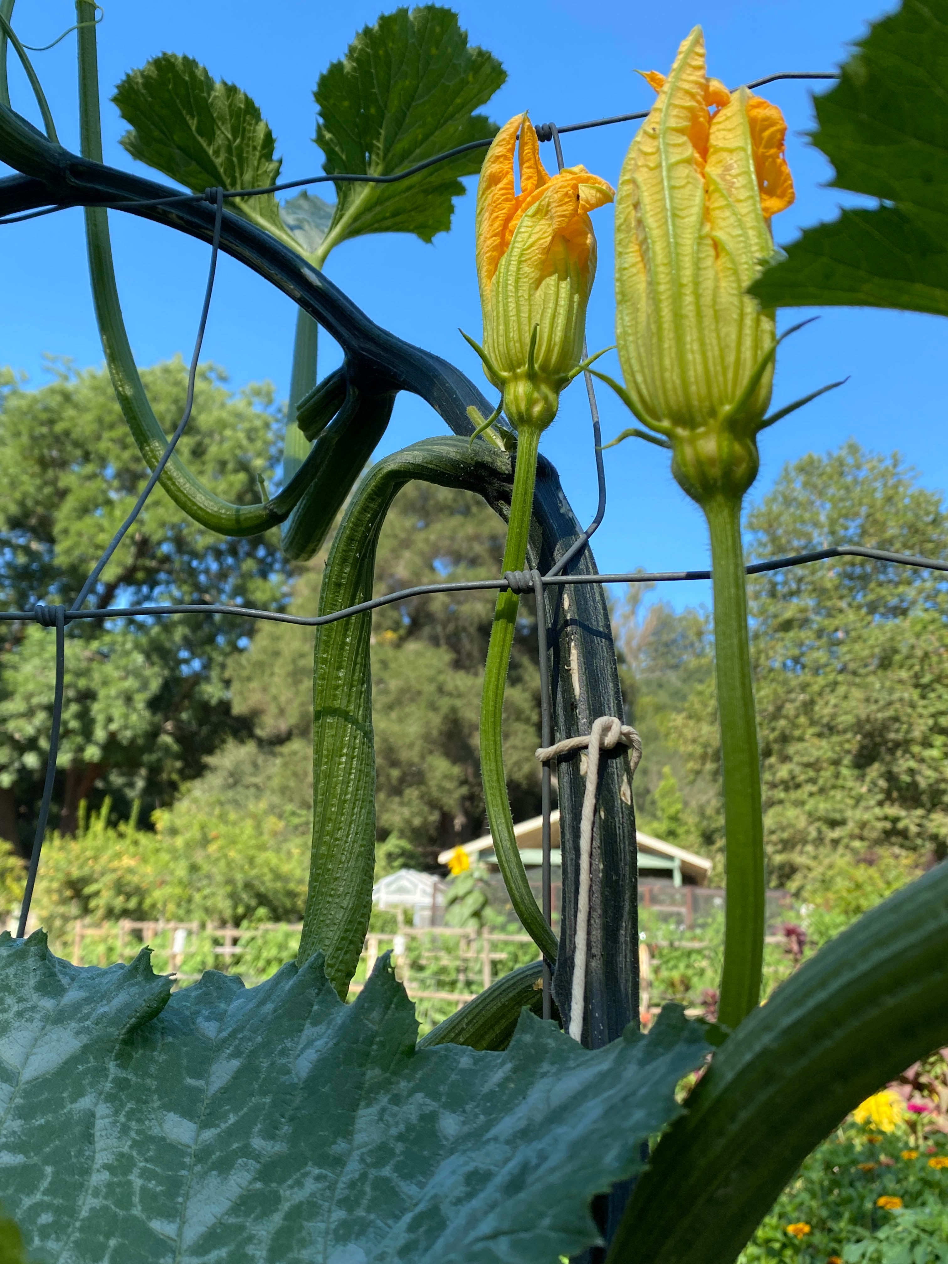 Incredible Escalator' Climbing Zucchini – Renee's Garden