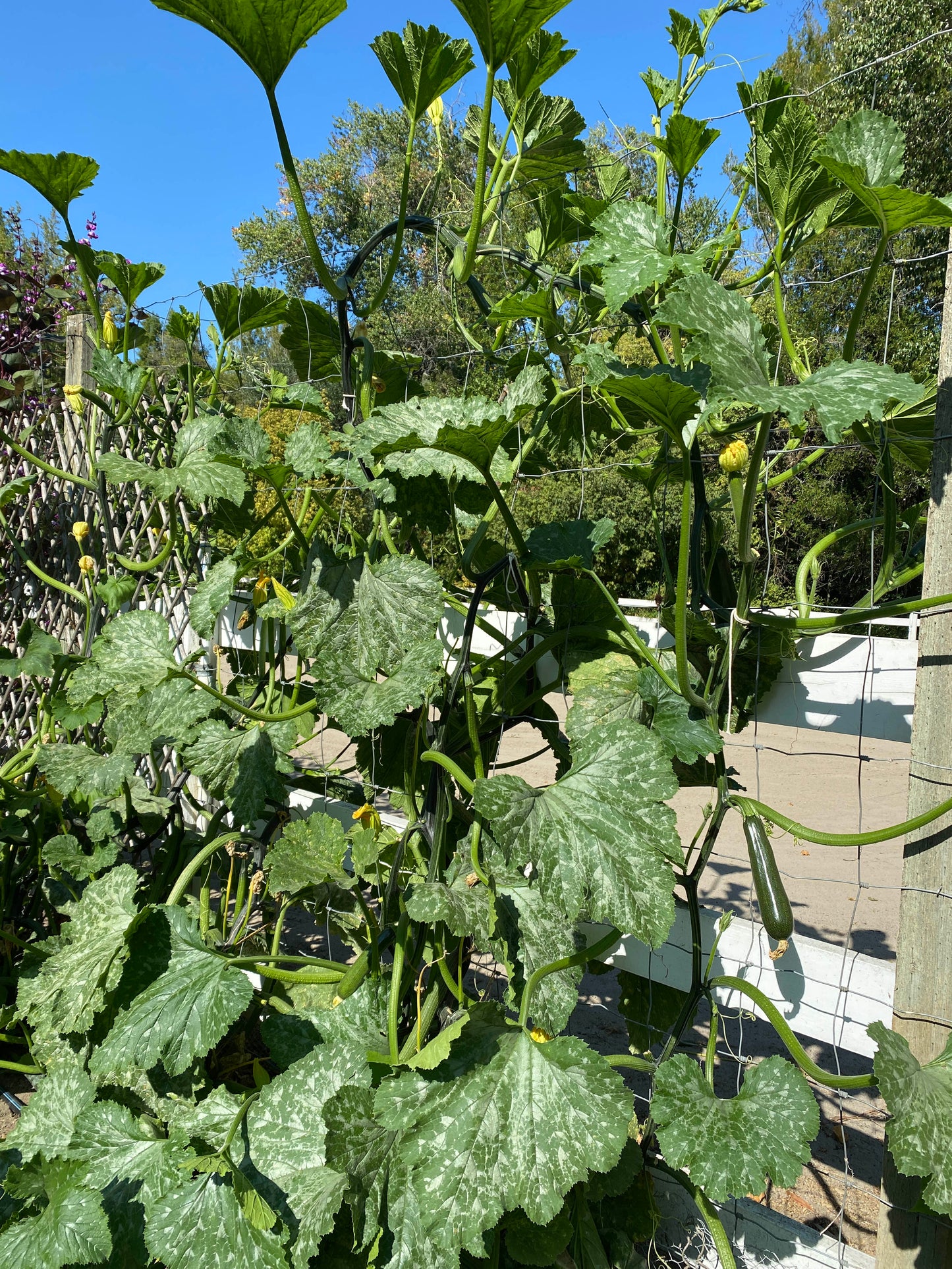 Incredible Escalator