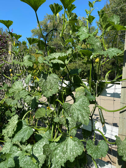Incredible Escalator