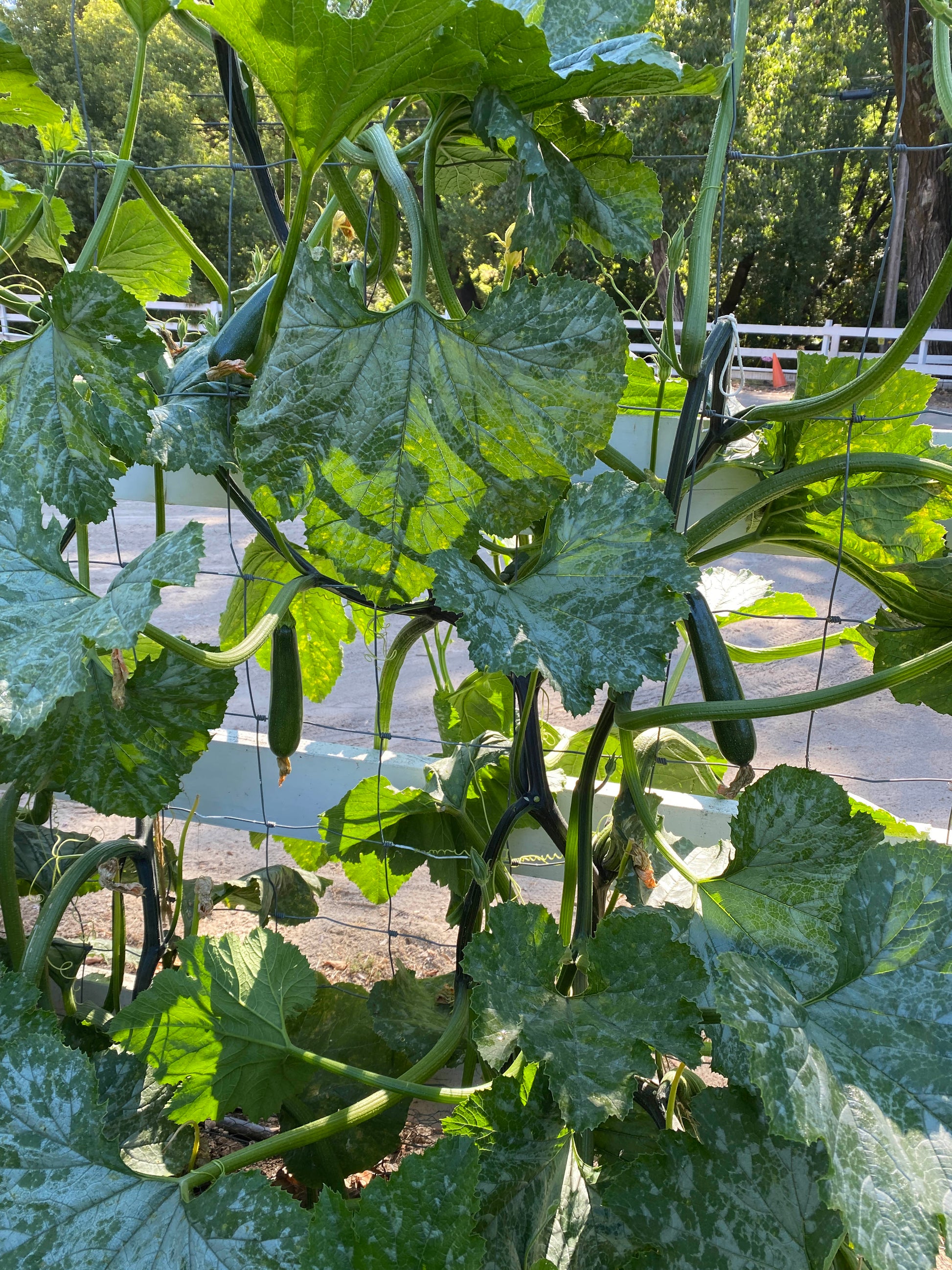 renee's garden astia container zucchini seeds Incredible Escalator' Climbing Zucchini – Renee's Garden