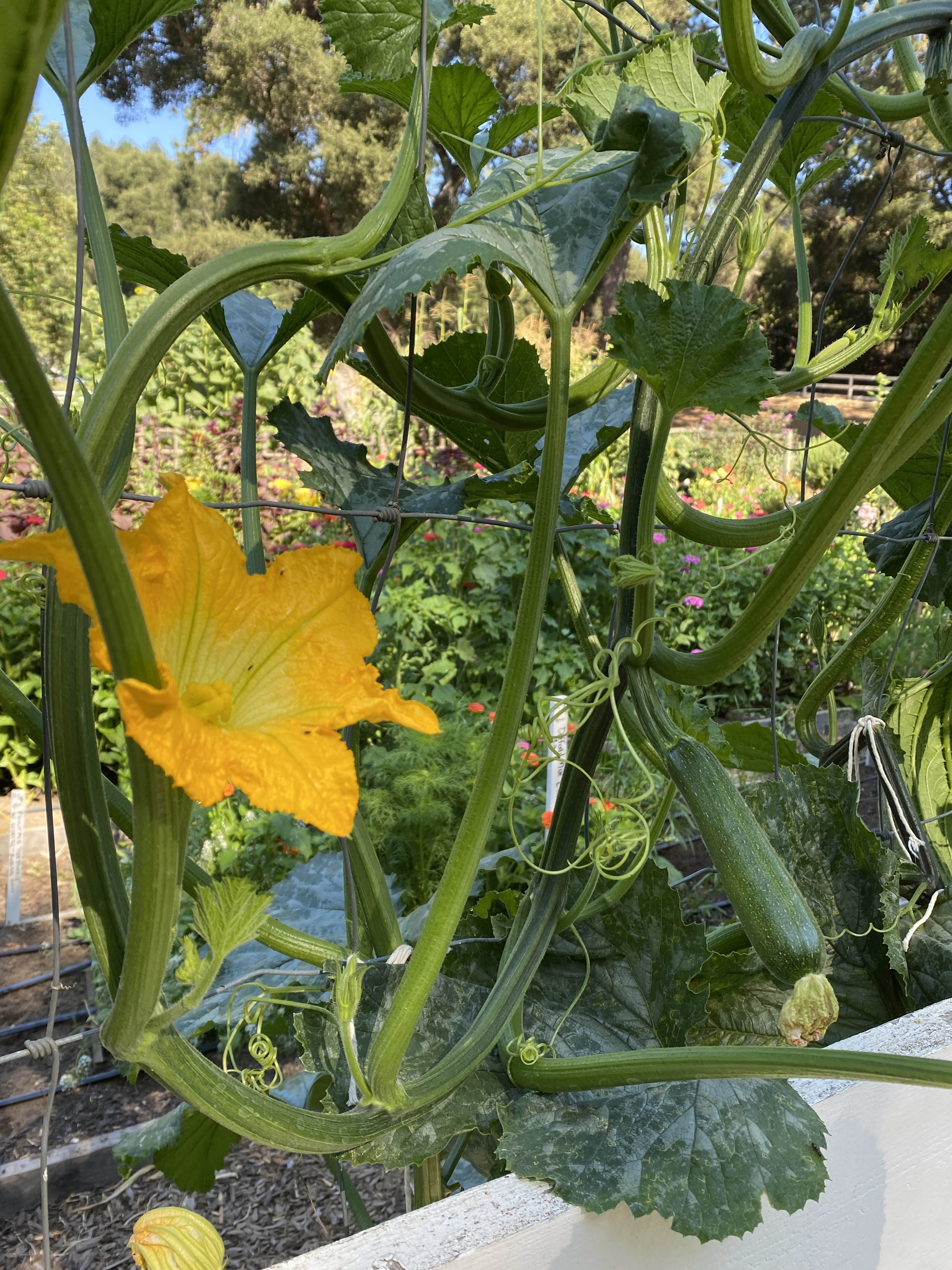 Incredible Escalator' Climbing Zucchini – Renee's Garden