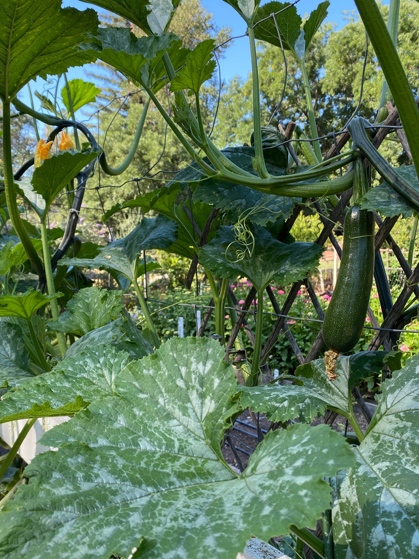 Incredible Escalator