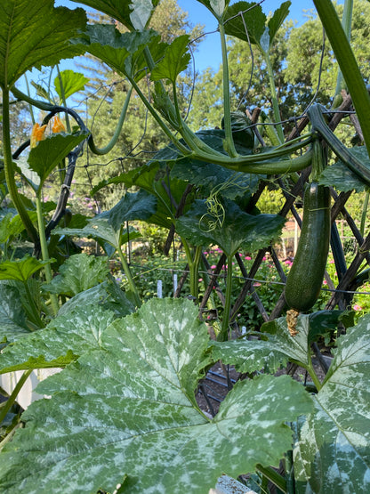 Incredible Escalator