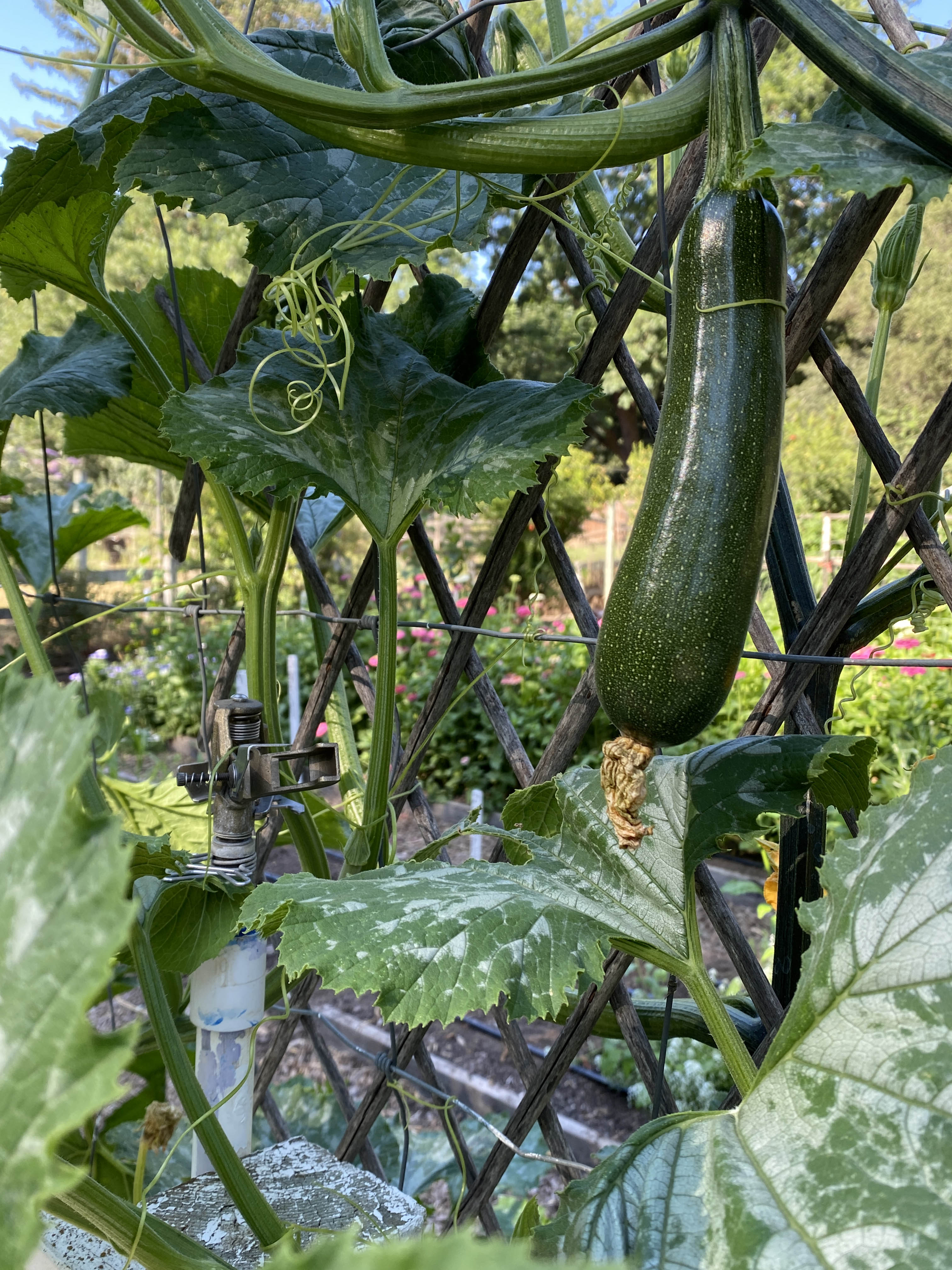 Incredible Escalator' Climbing Zucchini – Renee's Garden