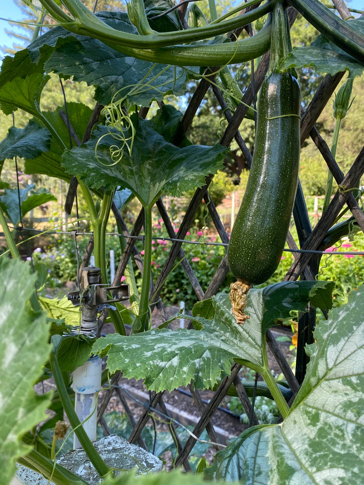 Incredible Escalator