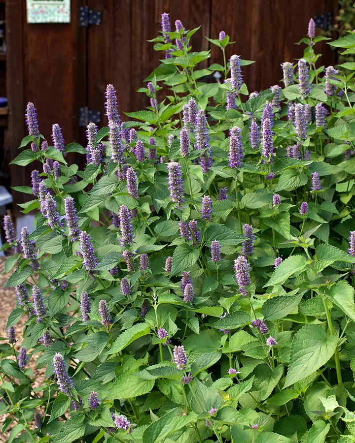 Pollinator Herbs - Root Beer Hyssop