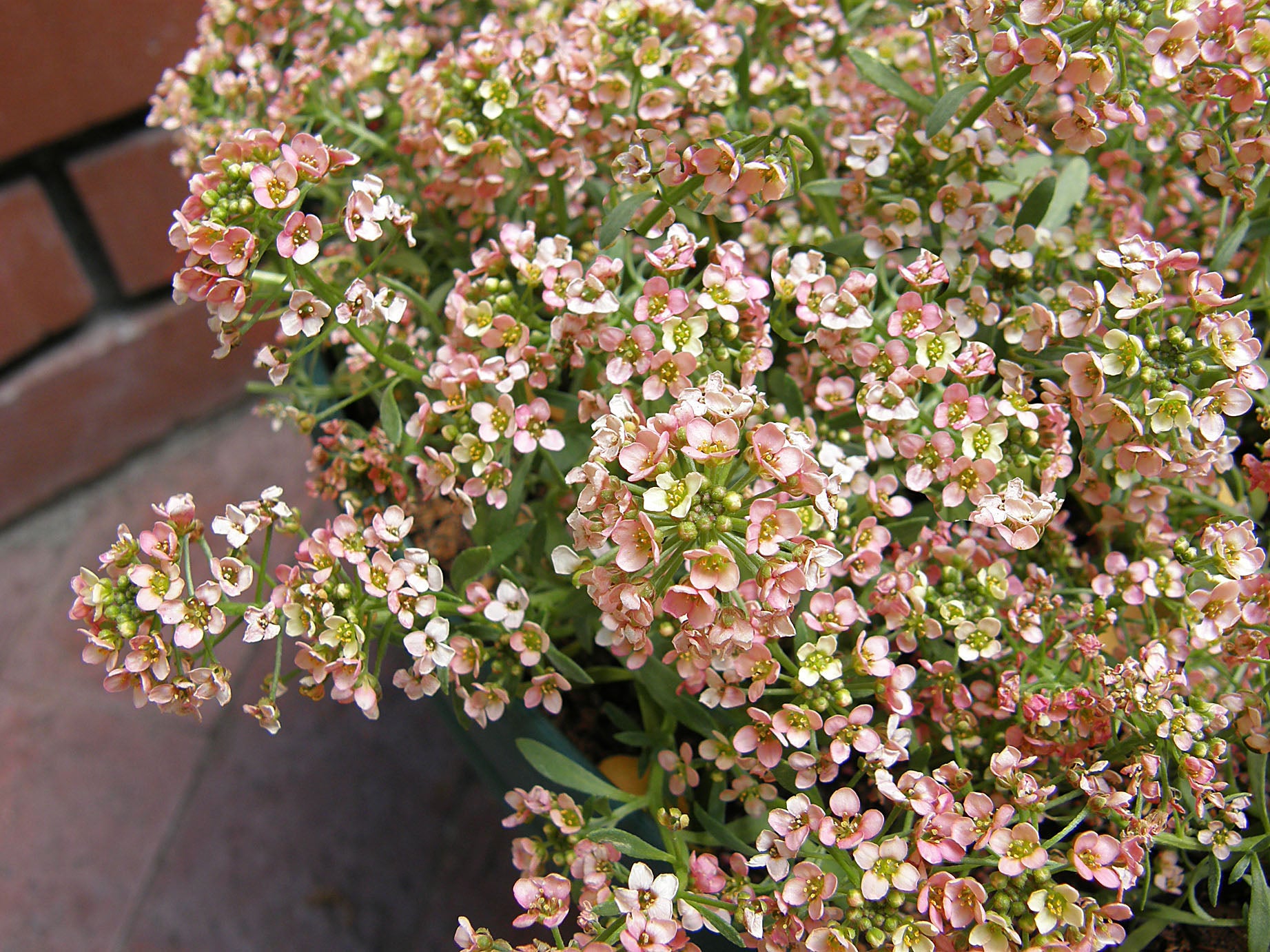 Most don’t know this. 12 shallow rooted plants that thrive in shallow soil. Most don’t know this. 12 shallow rooted plants that thrive in shallow soil.