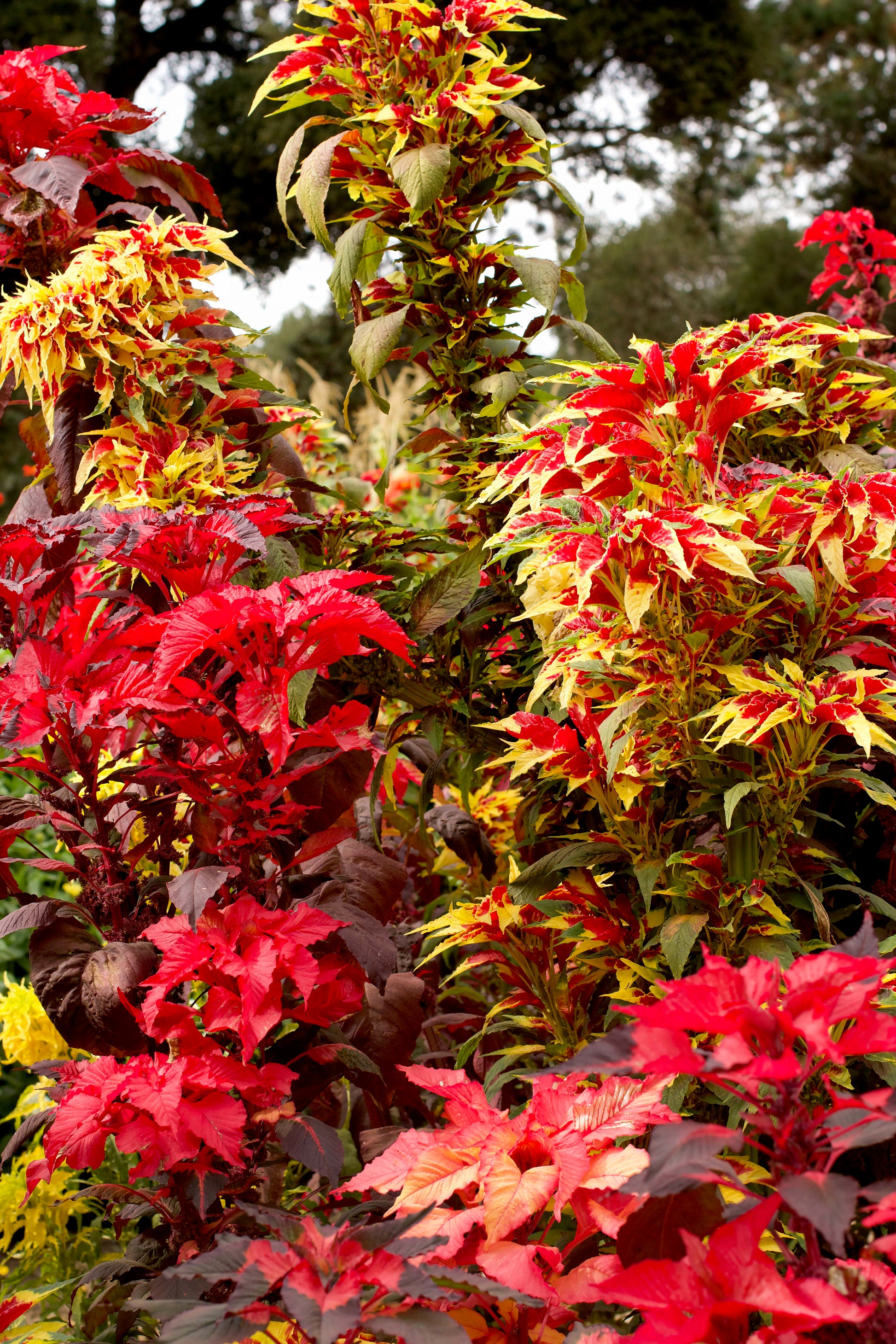 mayo garden seeds Heirloom Amaranth