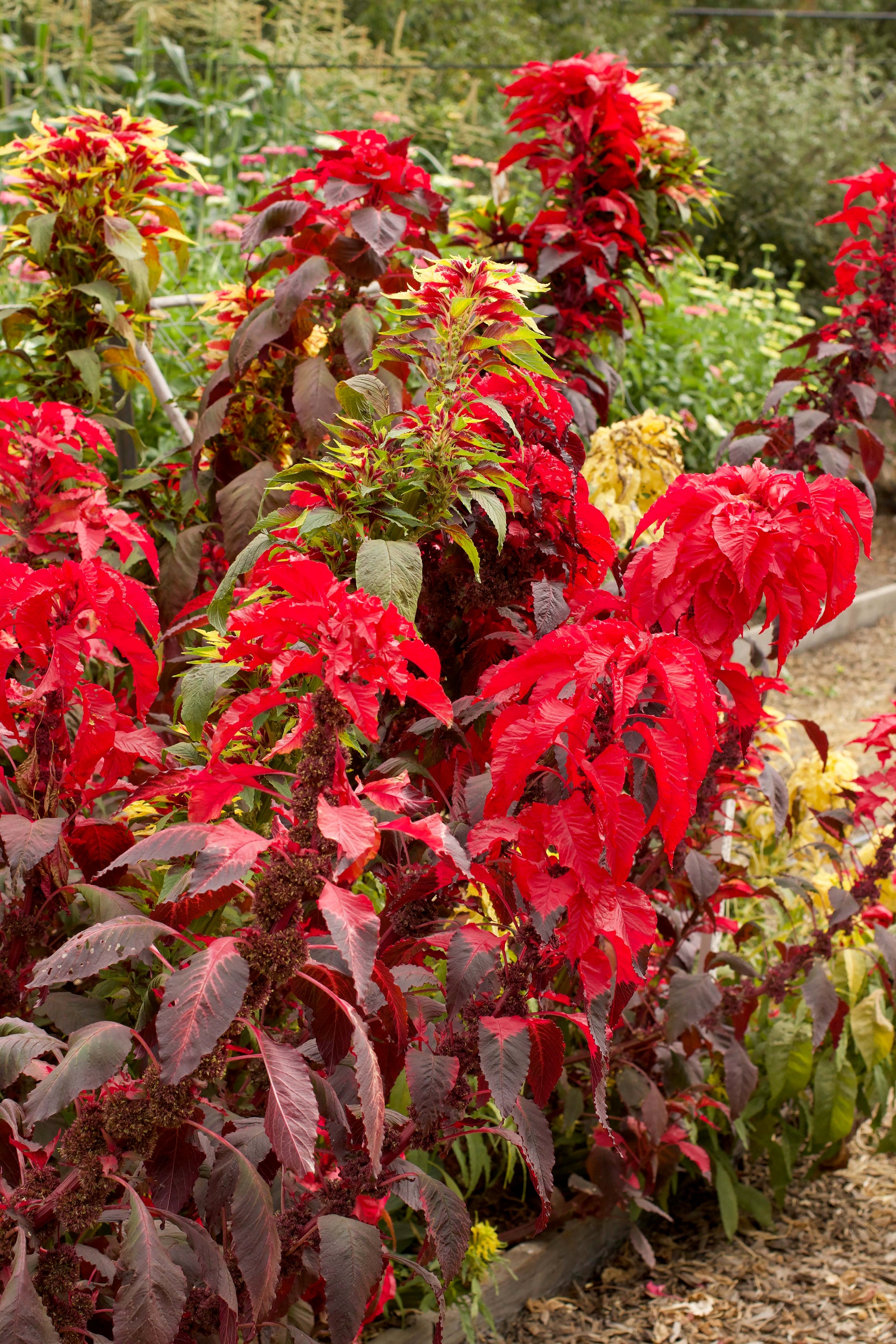 mayo garden seeds Heirloom Amaranth