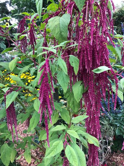 Amaranth - Love Lies Bleeding - Heirloom Amaranth