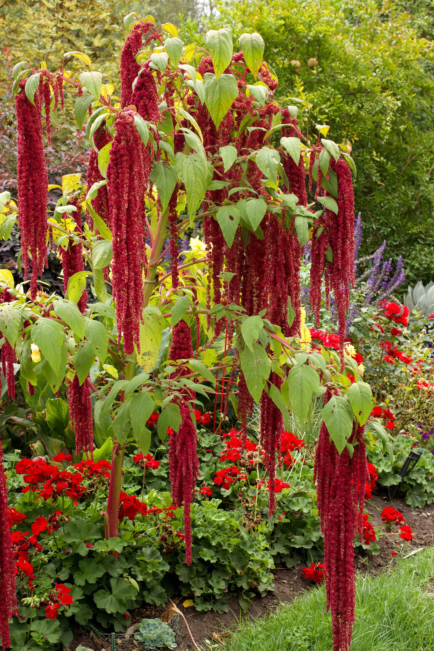 Amaranth - Love Lies Bleeding - Heirloom Amaranth