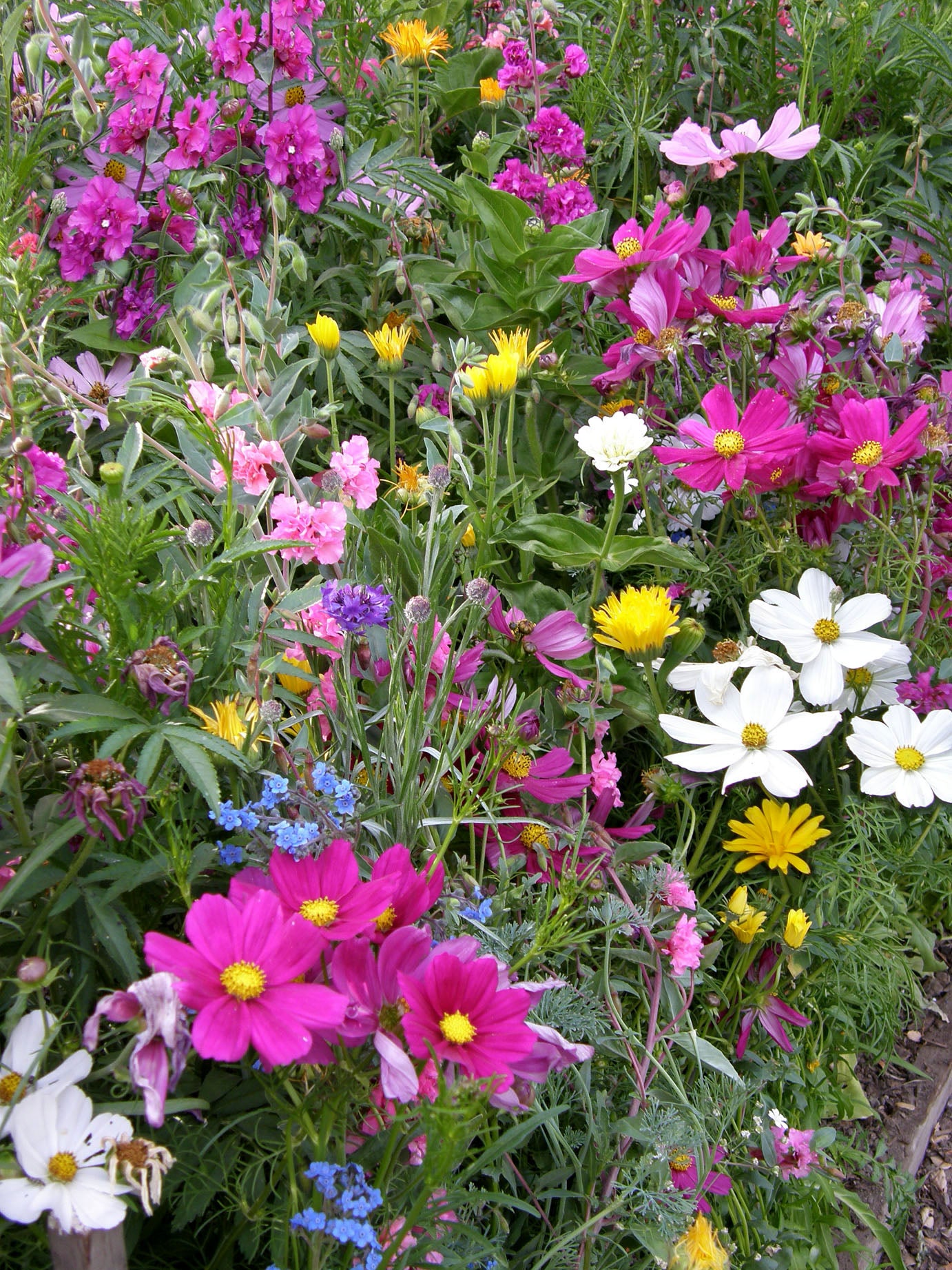Endless Bouquets Cut Flower Garden