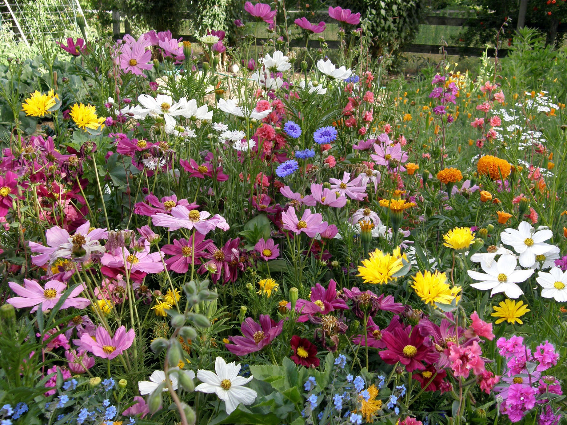 Endless Bouquets Cut Flower Garden' Scatter Garden Seeds – Renee's