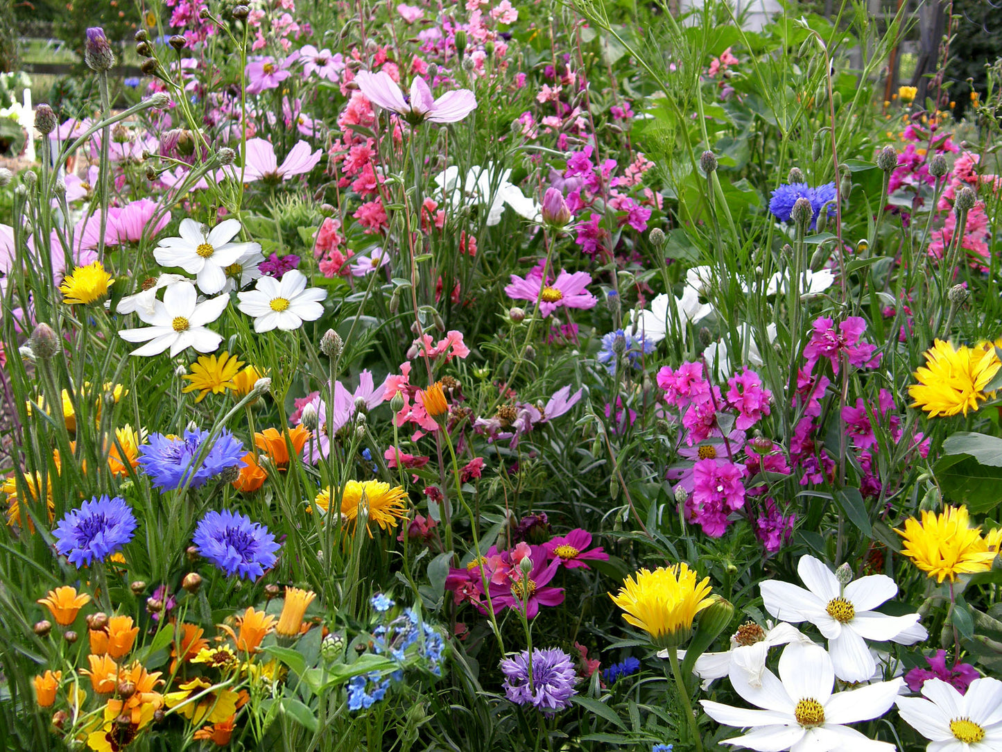 Endless Bouquets Cut Flower Garden