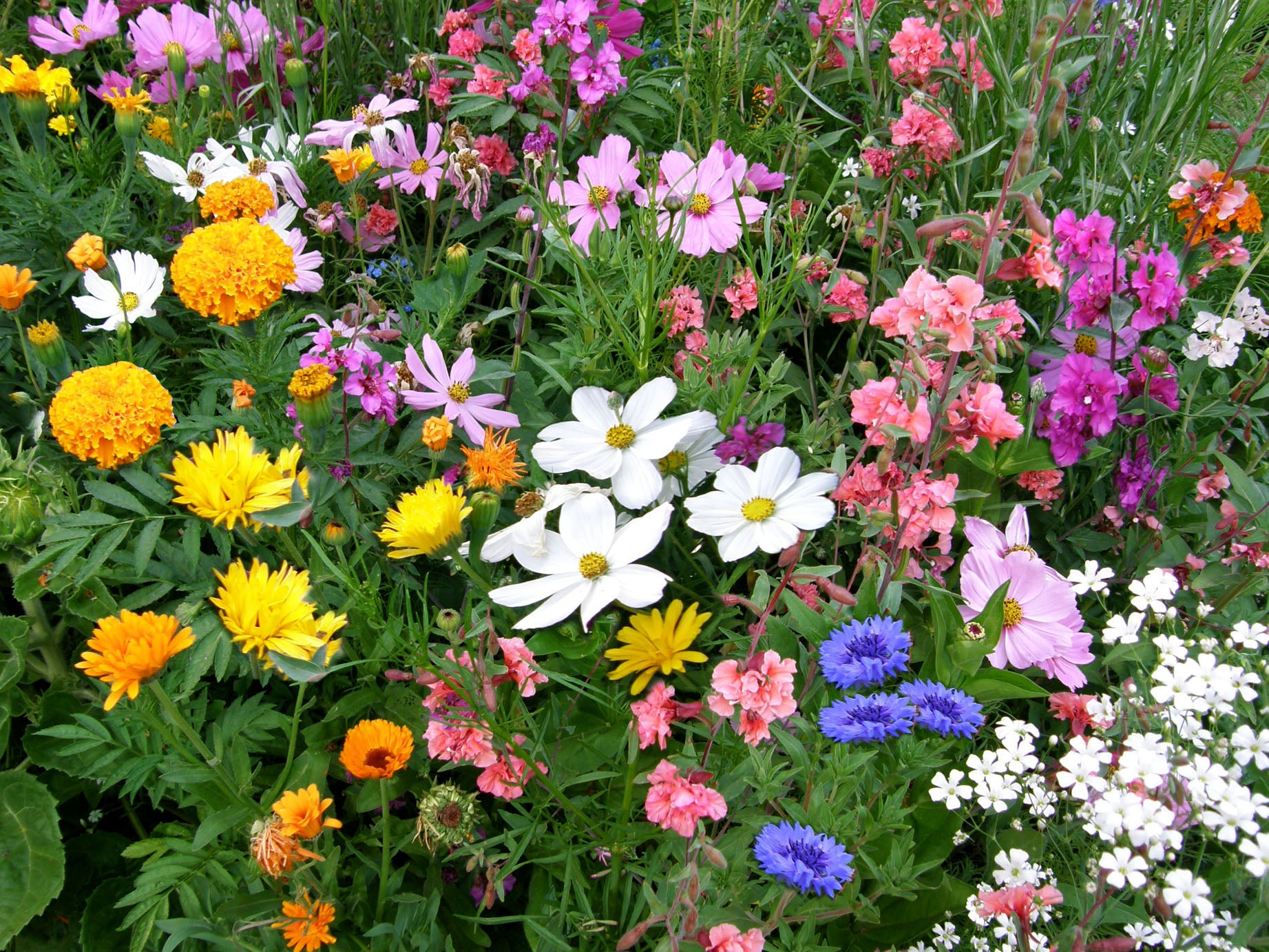 Renee's Garden Endless Bouquets Flower Seeds - Thumbnail 4