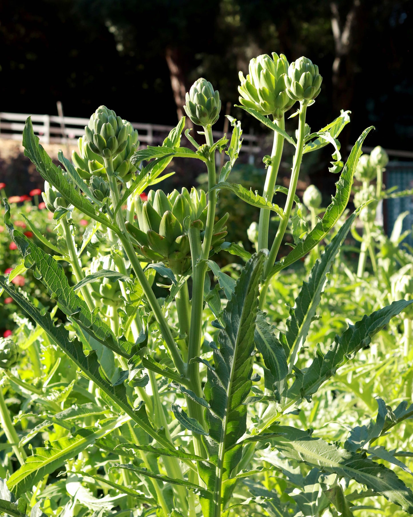 Improved Artichoke - Green Globe