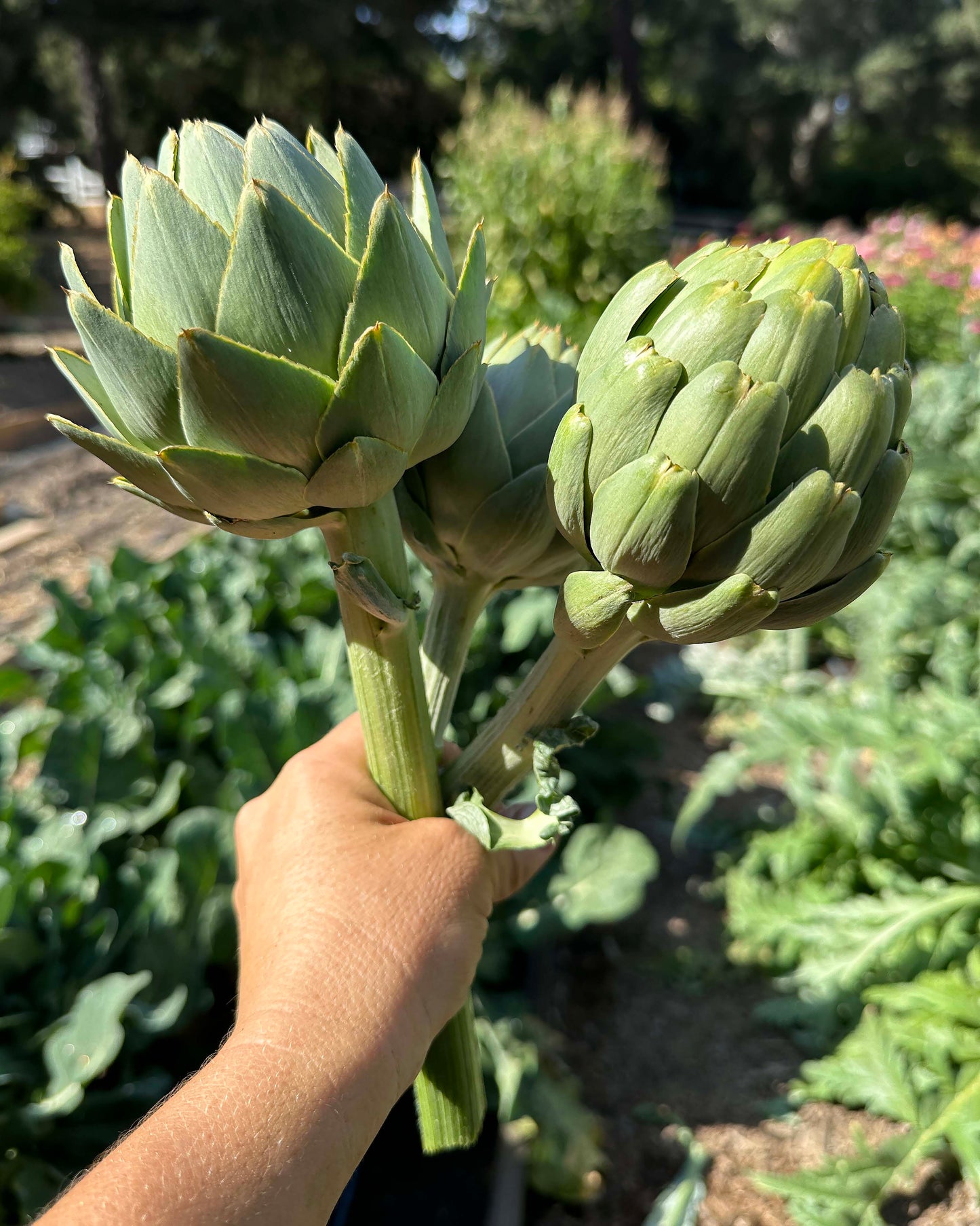 Improved Artichoke - Green Globe