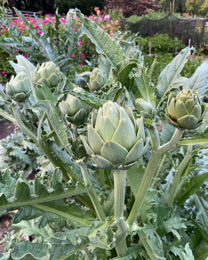Improved Artichoke - Green Globe