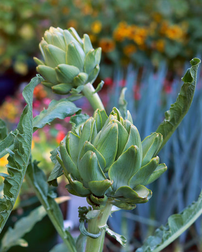 Improved Artichoke - Green Globe