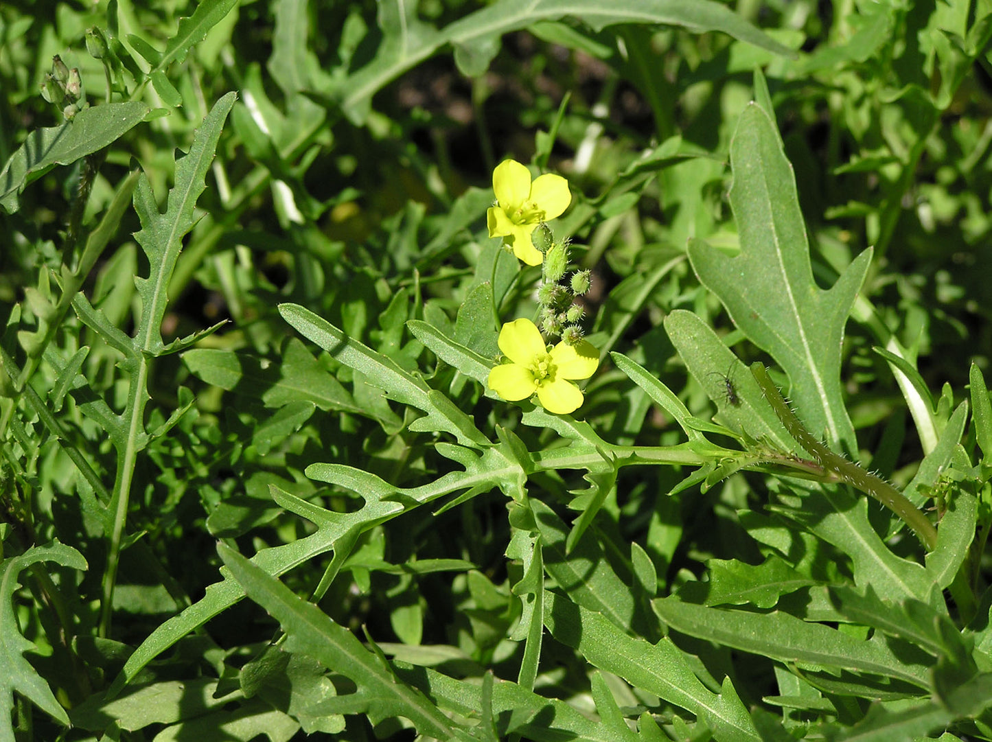 Kitchen Herbs - Heirloom Rustic Arugula