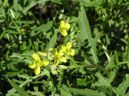 Kitchen Herbs - Heirloom Rustic Arugula