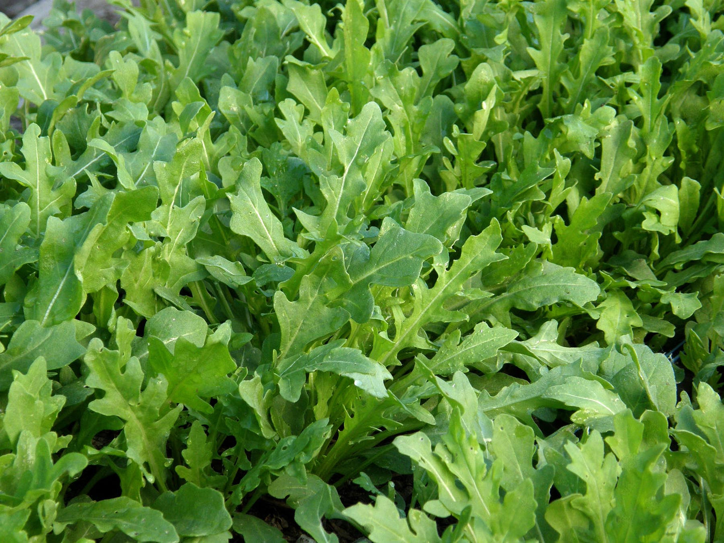 Kitchen Herbs - Heirloom Rustic Arugula