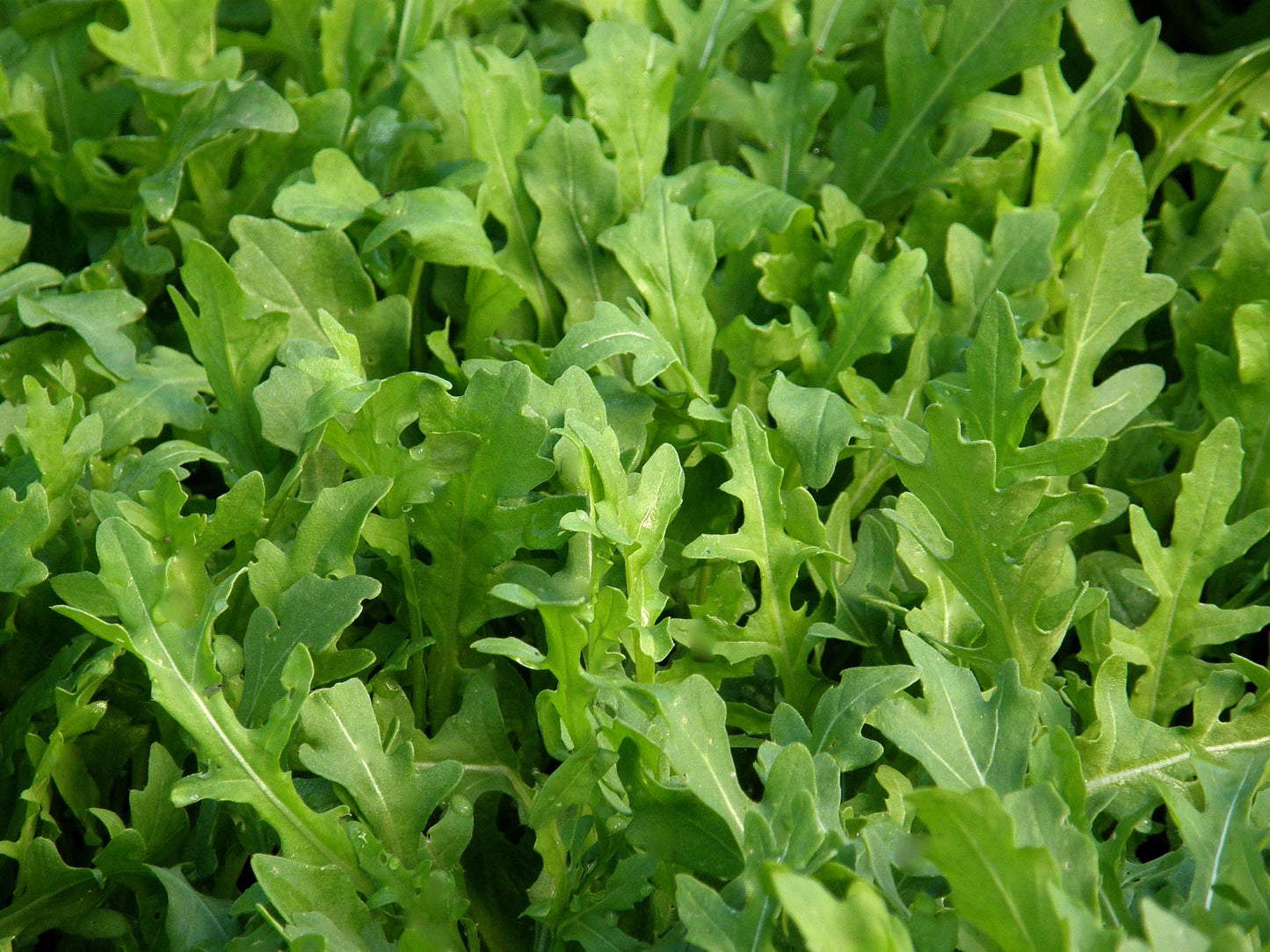 Kitchen Herbs - Heirloom Rustic Arugula