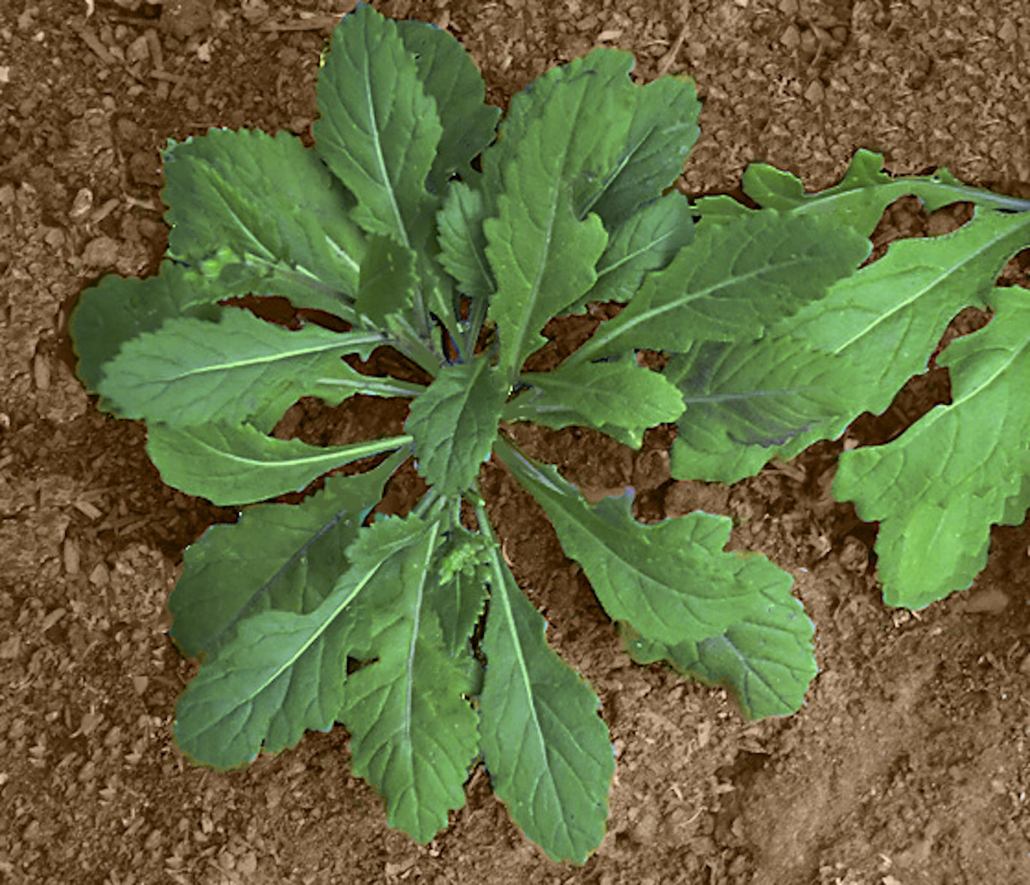 Wasabi Arugula