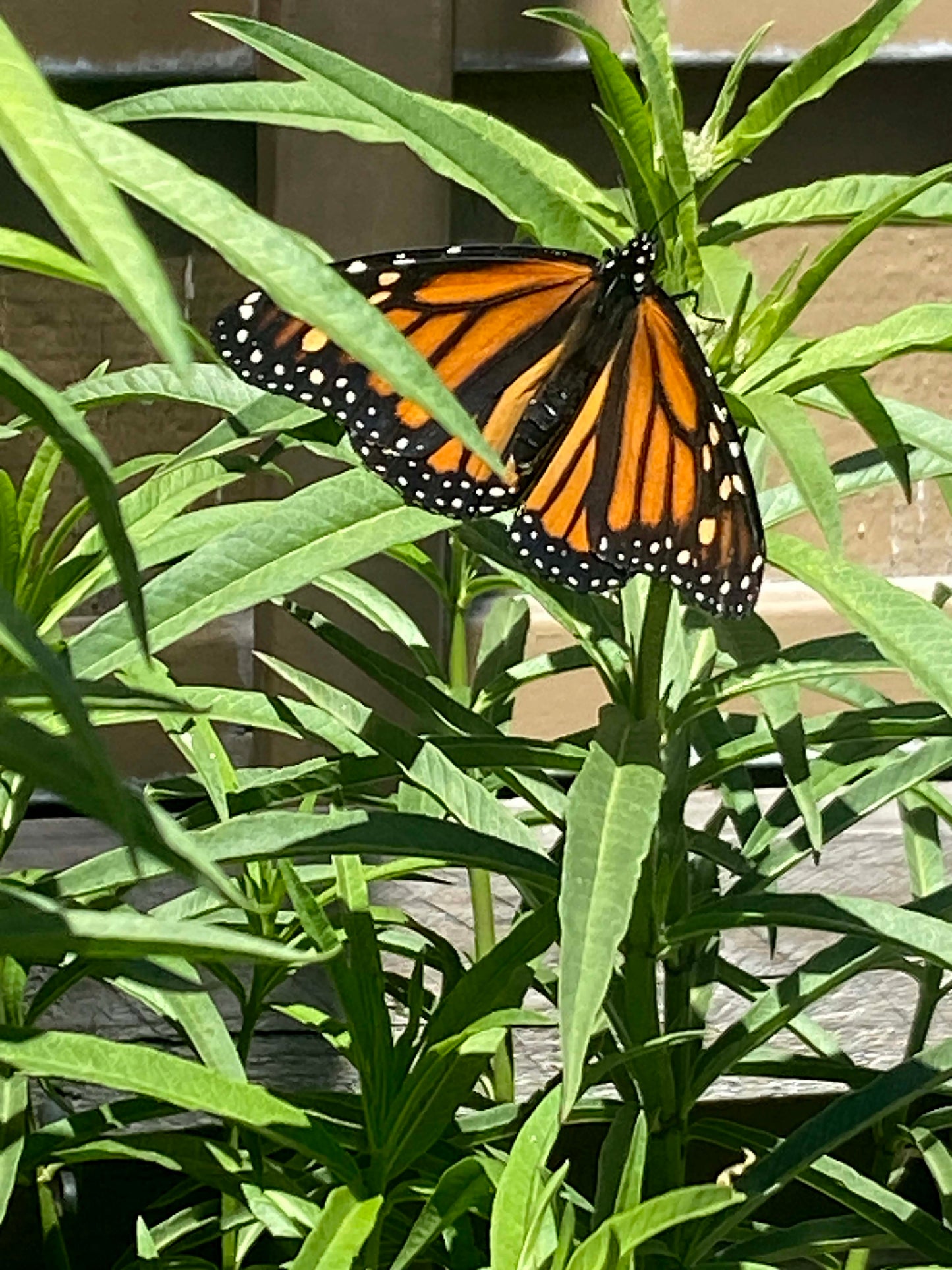 Butterfly Asclepias - Narrowleaf Milkweed