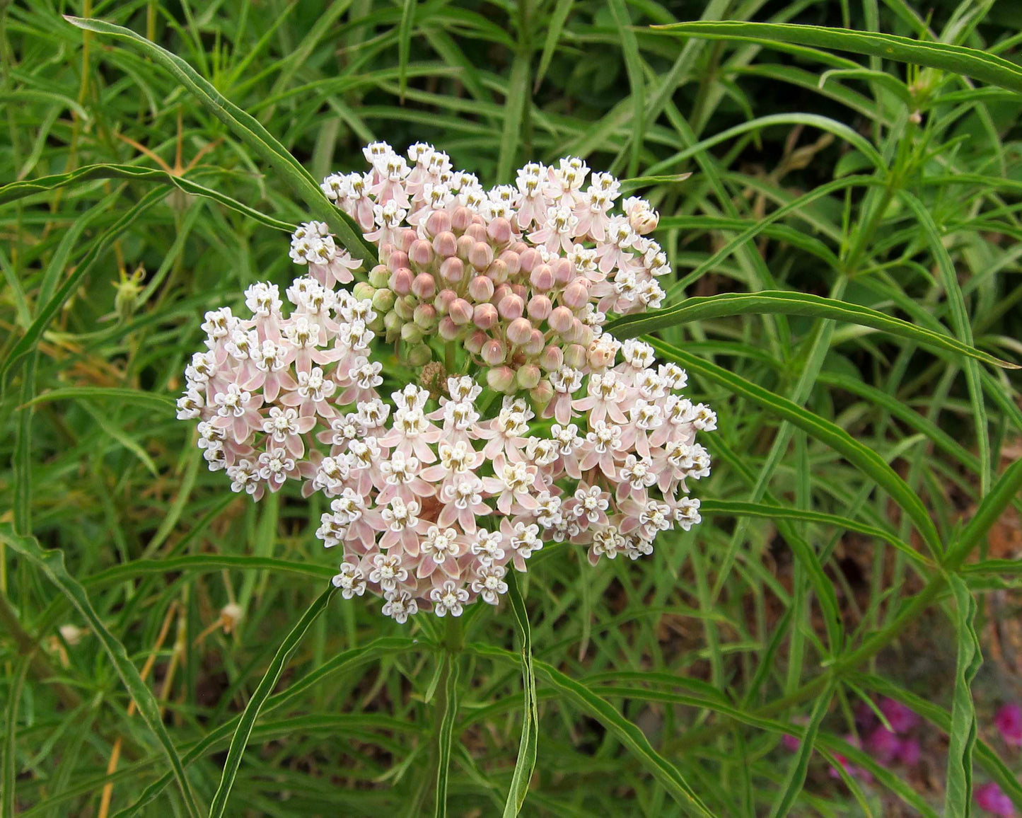 Butterfly Asclepias - Narrowleaf Milkweed